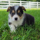 Štěňata Pembroke Welsh Corgi na prodej.