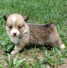 Štěňata Pembroke Welsh Corgi na prodej.