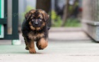 sŠtěňata německého ovčáka K dispozici k prodejis