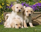 labradorská štěňata adopci