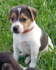 jack russel  teriér  stenata