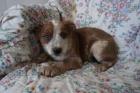 Štěňátka Red Heeler pro dobrý domov