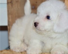 K dispozici jsou krsn tata Bichon Frise