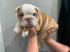 anglického buldoka na prodej