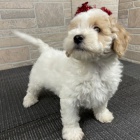 štěňata bichon poo na prodej