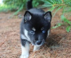 Krásný Pomsky na prodej