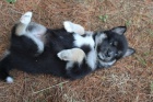 Krásný Pomsky na prodej