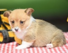 Štěňata Pembroke Welsh Corgi na prodej.