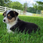 Štěňata Pembroke Welsh Corgi na prodej.