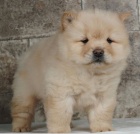 Registrovaná štěňata Chow Chow pro nový domov
