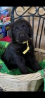 Zdravá štěňátka Labradoodle
