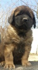 Dobře trénovaná štěňátka Leonberger