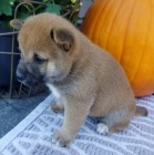 štěňata shiba inu