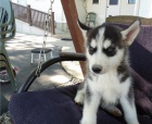 ROZKOŠNÝ PES A SAMICE SIBIRSKÝCH HUSKY ŠTENAT