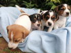 Jack Russell teriér - štěňata s PP