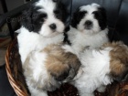 Krásná štěňata Shih Tzu