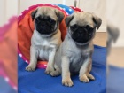 Mops štěňata