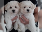 štěňata Bichon