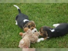 štěňata Beagle na prodej