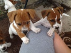Štěňata Jack Russell teriéra k adopci