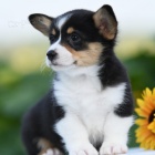 krásná Pembroke Welsh Corgi Štěňata štěňata na prodej.