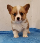 Welsh Corgi Pembroke štěňata