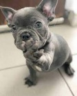 krásné francouzské buldočky k adopci