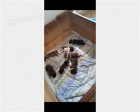 Americká akita štěňata k adopci