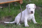 DOGO ARGENTINO ŠTĚŇATA