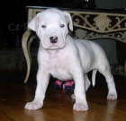 dogo argentino štěňata k adopci