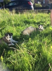 rozkošný sibiřský husky