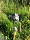 rozkošný sibiřský husky