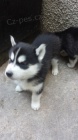 rozkošný, nádherný a očkovaný sibiřský husky