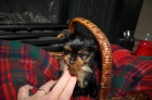 mini yorkie štěňata na prodej.