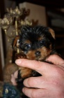 čajový šálek mini yorkie štěňata na prodej.