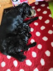 Štěňátka Flat coated retrieverů s PP