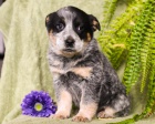 Samci a samice štěňat australského Cattle Dog