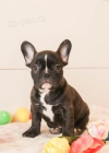 štěňata Francouzský buldoček  k adopci