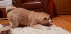 štěňata akita inu  jsou vám k dispozicii.