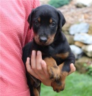 Špičková štěňata dobermanů