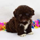 černá štěňata SHIH TZU na prodej očkovaná a odčervená