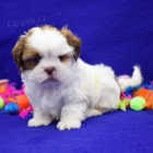 SHIH TZU štěňata