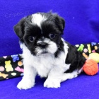 Štěňata SHIH TZU byla očkována a odčervena