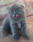 K dispozici zdravé koťata Scottish Fold 