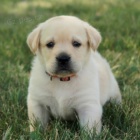 Zdravá a krásná štěňata labradorského retrívra na prodej.
