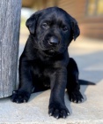 štěňata černého labradorského retrívra na prodej.