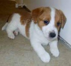 krásné štěně jack russell k adopci