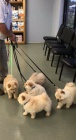 krsn tn au au k adopci