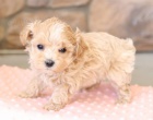 krásné štěně maltipoo k adopci