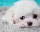 krásné maltézské štěně k adopci